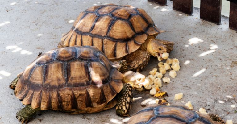 16 Top Revealing Questions On Tortoise Care And Welfare