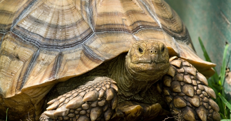 How to Make Your Sulcata Tortoise Grow Fast