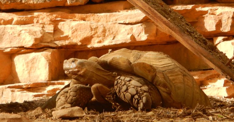 How To Care For A Sulcata Tortoise