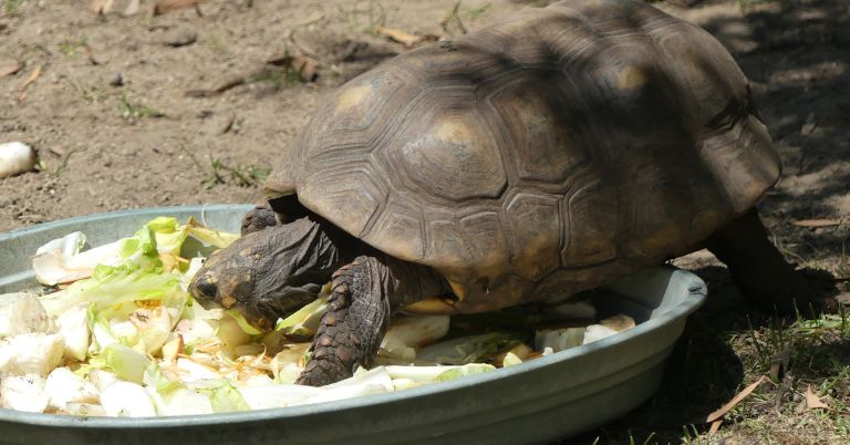 What Do Tortoises Eat In The Wild