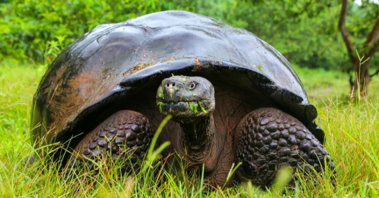 How Long Can A Tortoise Live