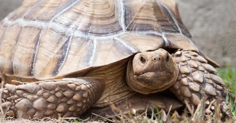 How Big Does A Sulcata Tortoise Get? A Glimpse of Its Growth and Care