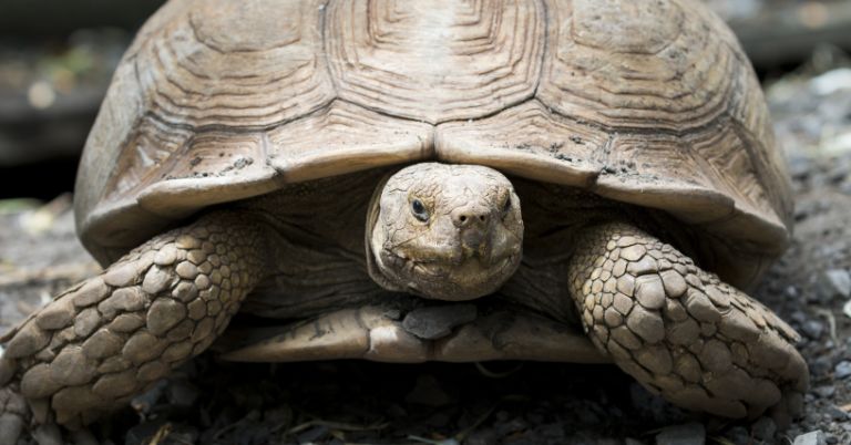 What Is The Best Tortoise To Have As A Pet? Here's The Top 10 Tortoise 