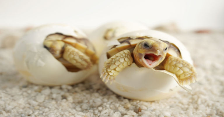 How To Take Care Of A Baby Tortoise