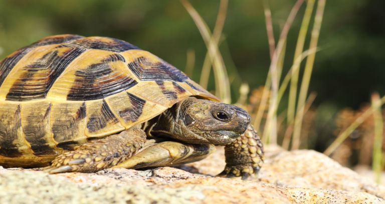 how to care for greek tortoise