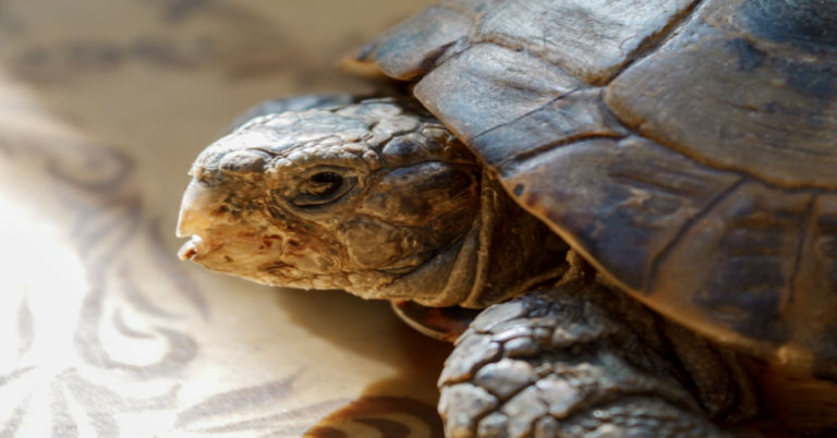 Why is My Tortoise Not Eating: 12 Possible Reasons and What to Do