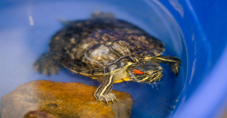 A Step-by-step Guide: How To Bathe A Russian Tortoise