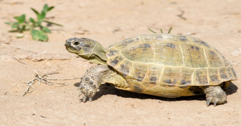 How To Care For A Russian Tortoise