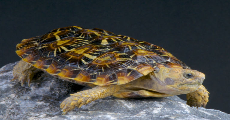 The Ultimate Guide: How to Take Care of a Pancake Tortoise