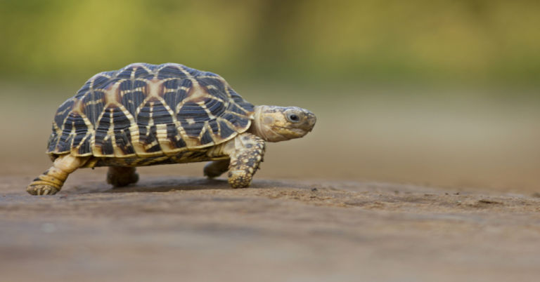 Why is My Tortoise Not Eating: 12 Possible Reasons and What to Do