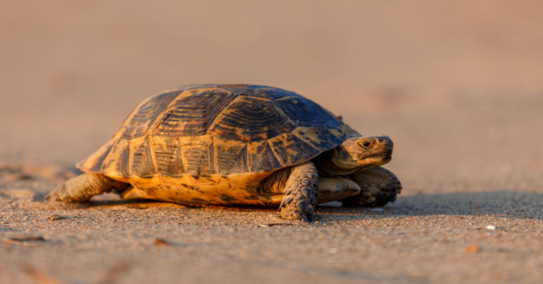 What Can A Greek Tortoise Eat? A Guide to Their Leafy Feast