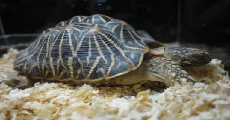 Essential Tips: How To Care for Indian Star Tortoise Properly