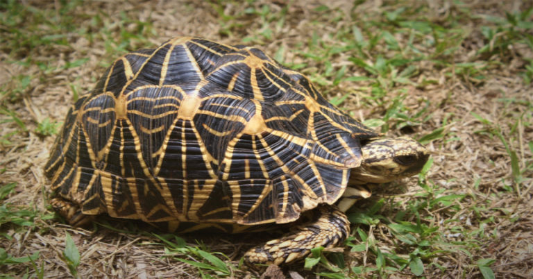 What Does Indian Star Tortoise Eat