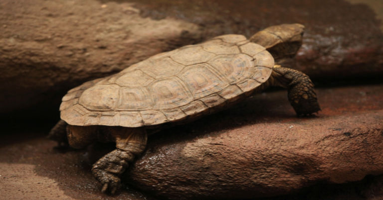 The Ultimate Guide: How to Take Care of a Pancake Tortoise