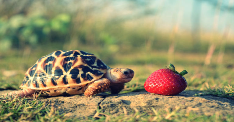 how to care for indian star tortoise