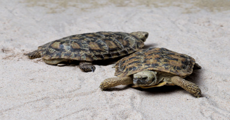 How to Take Care of a Pancake Tortoise