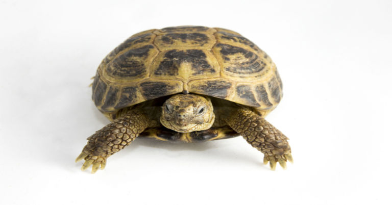 How To Care For A Russian Tortoise