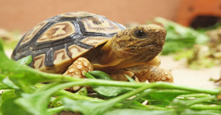 Greek tortoise diet list