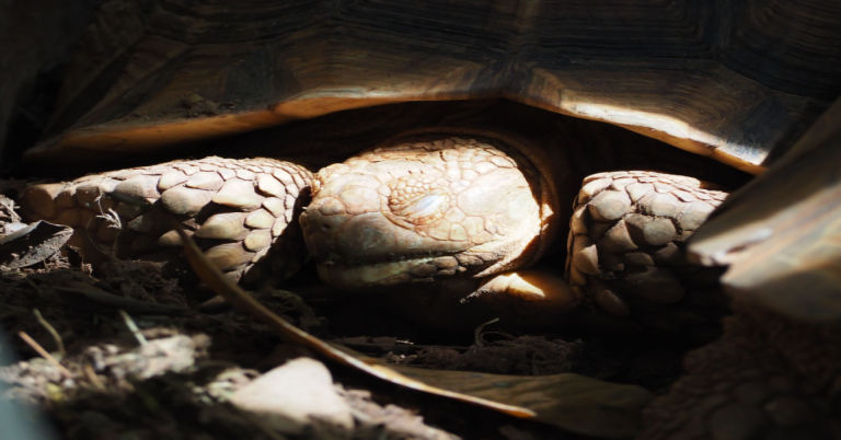 When Does A Tortoise Hibernate