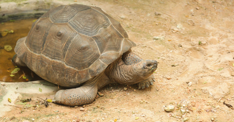 How To Take Care Of A Baby Tortoise