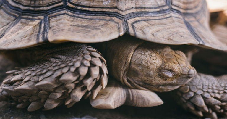 why-does-my-tortoise-sleep-all-day-understanding-tortoise-s-sleeping