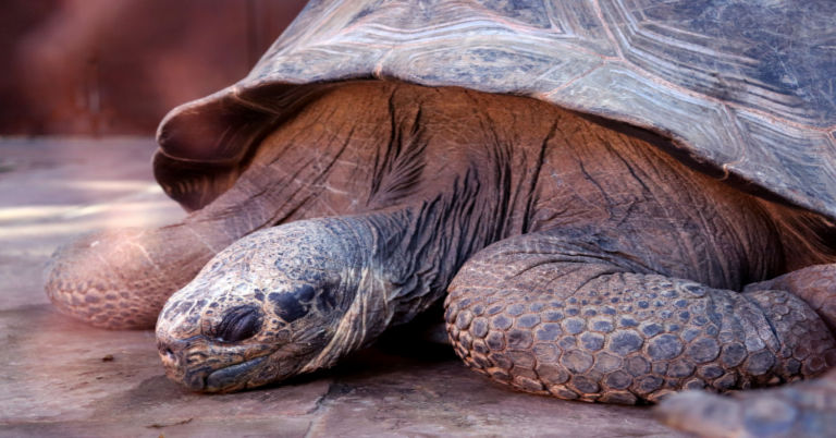 Why Does My Tortoise Sleep All Day: Understanding Tortoise’s Sleeping ...