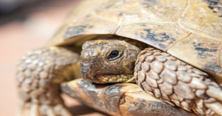 How to Hibernate Russian Tortoise