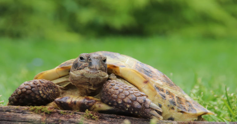 How to Hibernate Russian Tortoise