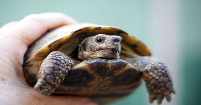 How to Hibernate Russian Tortoise