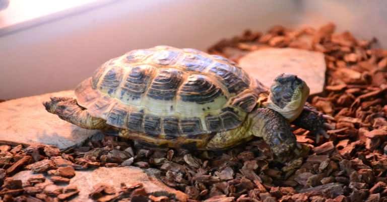 How to Hibernate Russian Tortoise