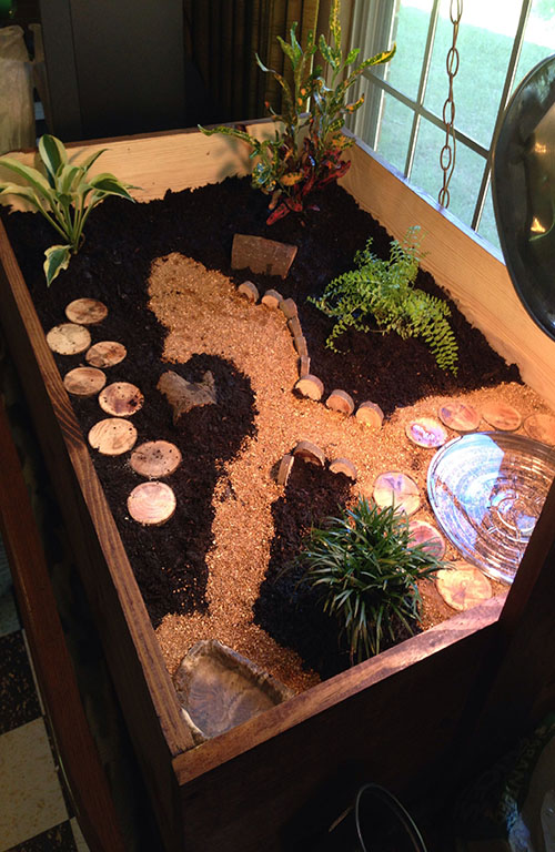 DIY Tortoise Enclosure: Tips and Inspiration