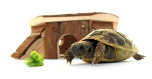 How to Build A Tortoise Table: A Beginner-Friendly Guide