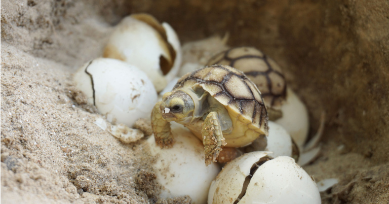 Do Tortoises Lay Eggs? - The Tortoise Shop