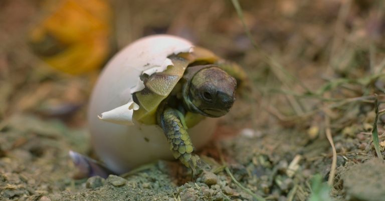 Tortoise Egg Hatching Techniques: A Guide to Successful Incubation ...