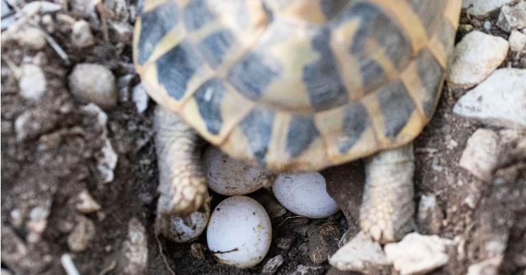 Do Tortoises Lay Eggs? - The Tortoise Shop